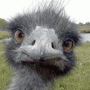 burtoff's avatar