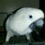 knoswal's avatar